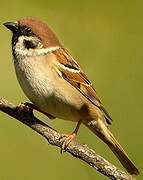 Eurasian Tree Sparrow