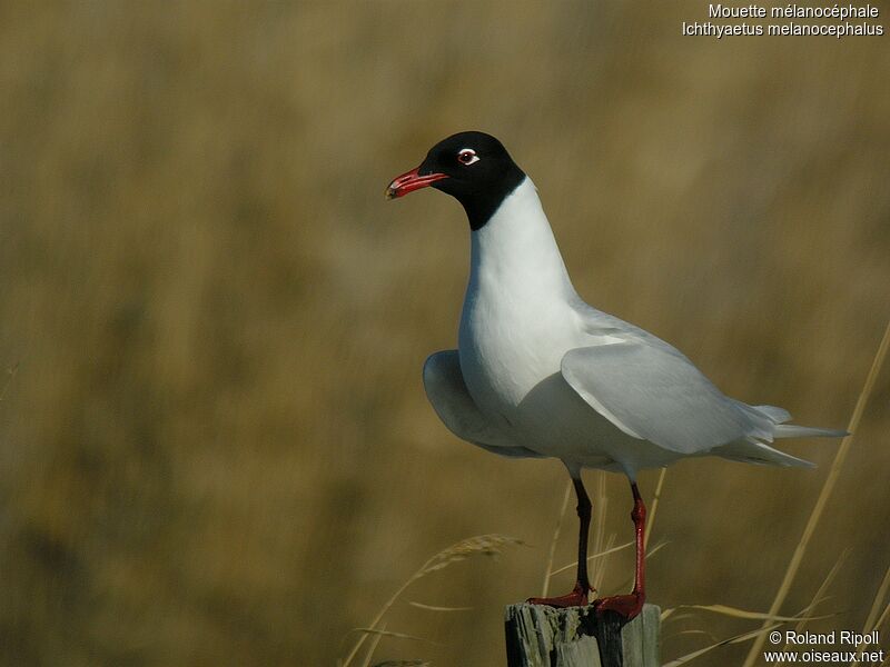 Mouette mélanocéphaleadulte nuptial