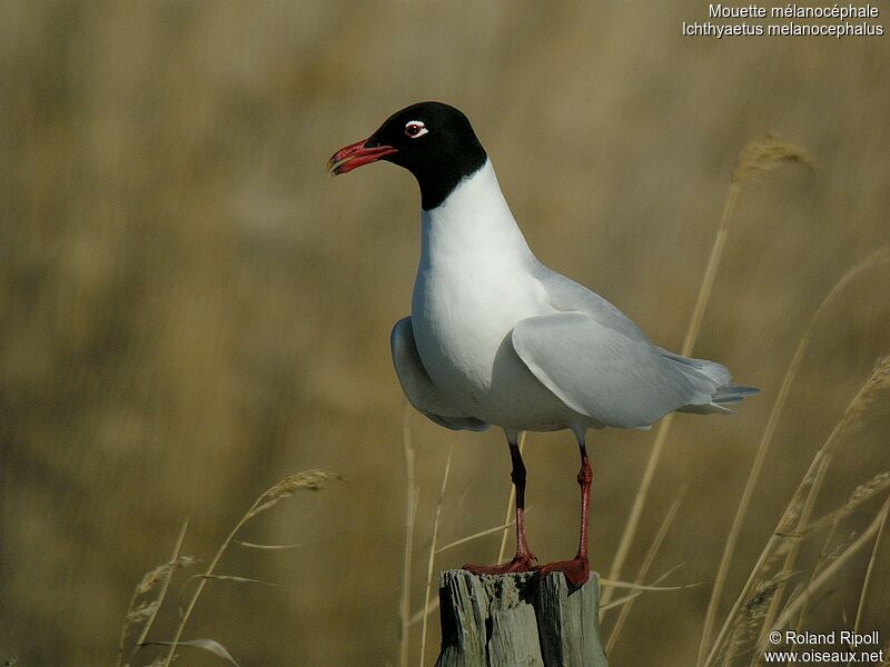 Mouette mélanocéphaleadulte nuptial