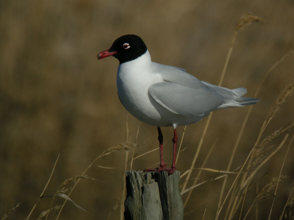 Mediterranean Gull