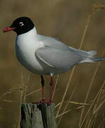 Mouette mélanocéphale