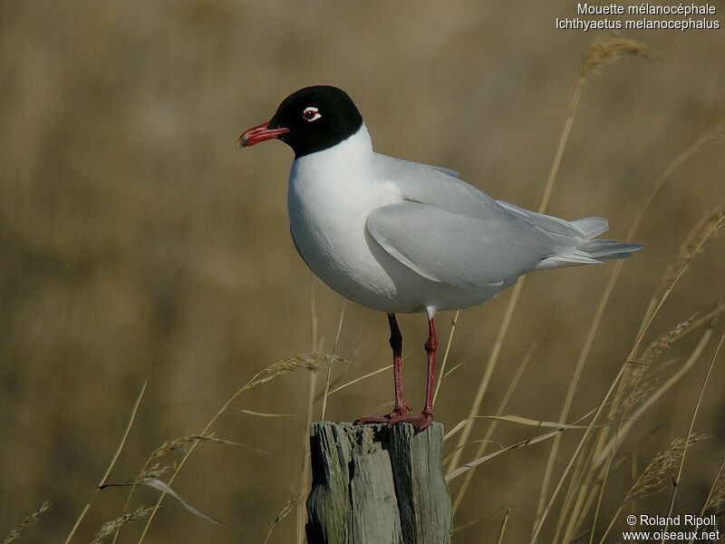 Mouette mélanocéphaleadulte nuptial