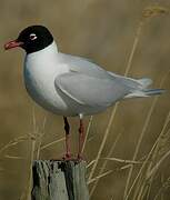 Mouette mélanocéphale