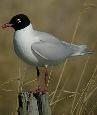 Mouette mélanocéphale