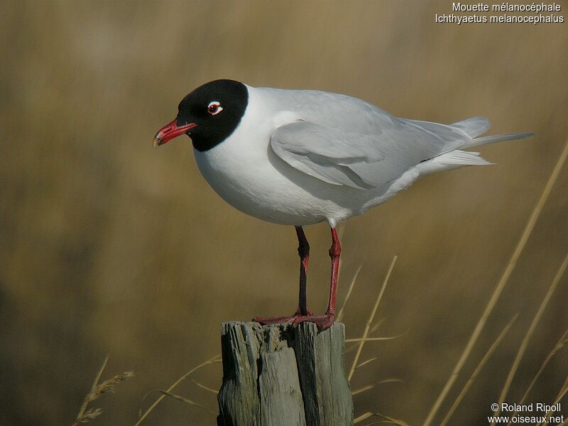 Mouette mélanocéphaleadulte nuptial