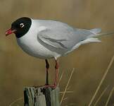 Mouette mélanocéphale