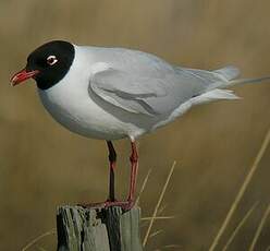 Mouette mélanocéphale