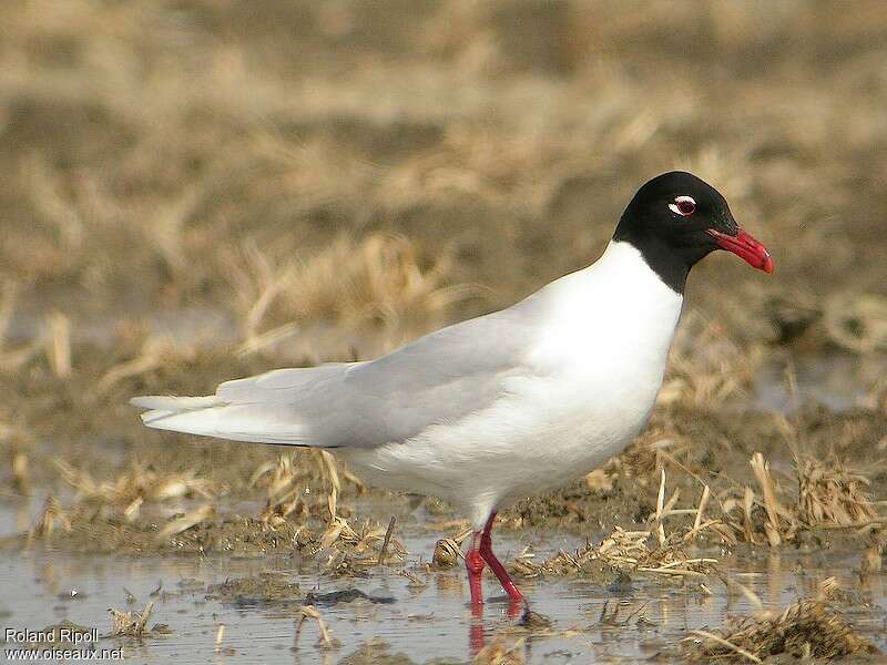 Mediterranean Gulladult breeding, identification