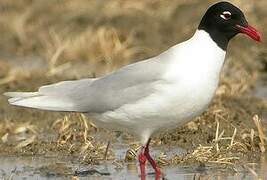 Mediterranean Gull