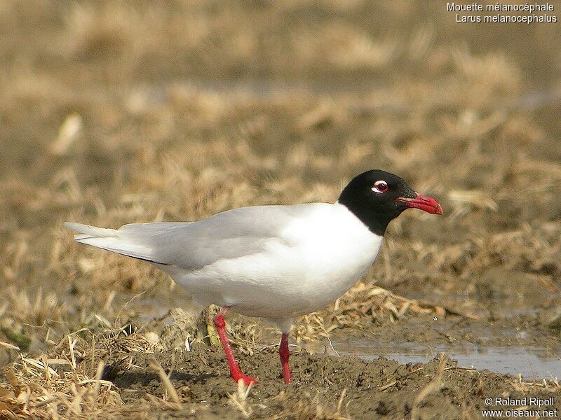 Mediterranean Gulladult breeding