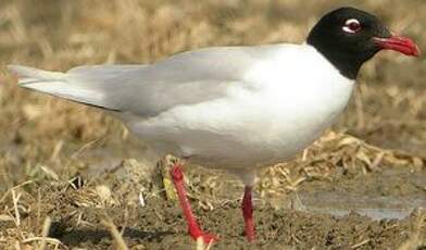 Mouette mélanocéphale