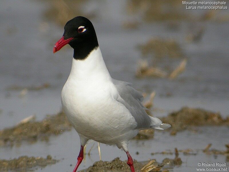 Mouette mélanocéphaleadulte nuptial