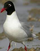 Mediterranean Gull