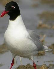 Mouette mélanocéphale