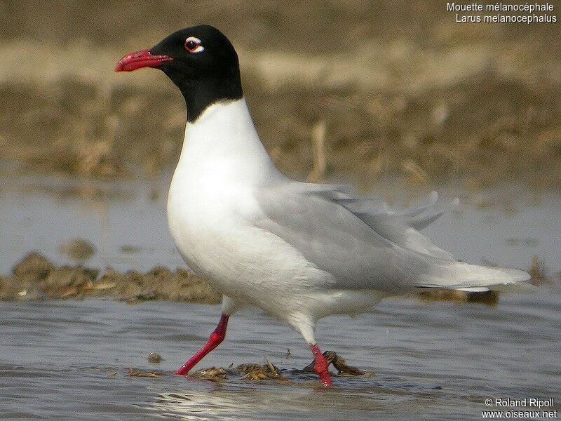 Mediterranean Gulladult breeding