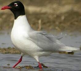 Mouette mélanocéphale