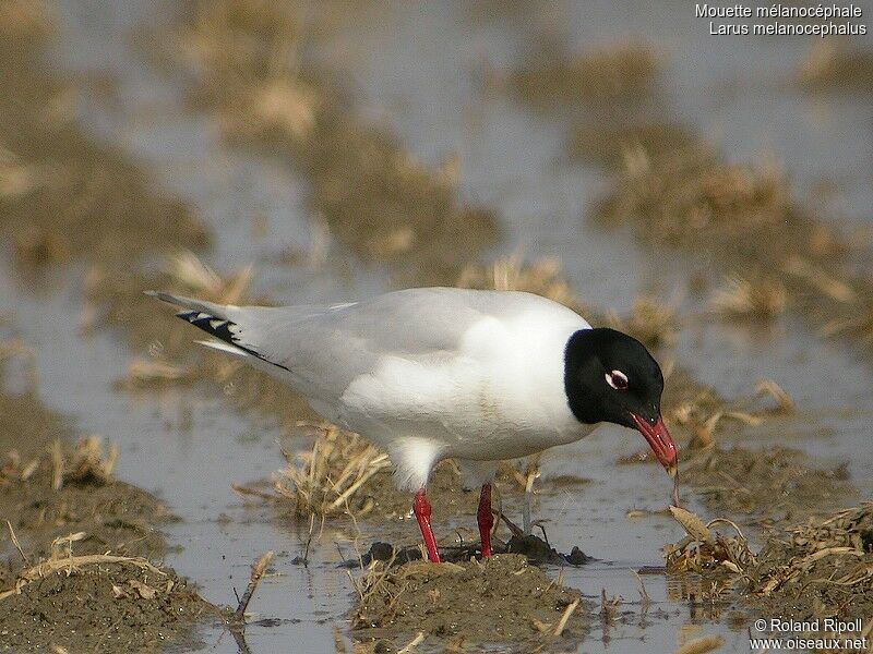 Mouette mélanocéphaleadulte nuptial