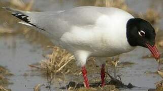 Mouette mélanocéphale