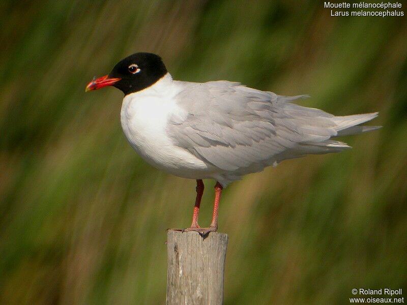 Mouette mélanocéphaleadulte nuptial, identification