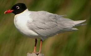 Mediterranean Gull