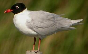 Mouette mélanocéphale