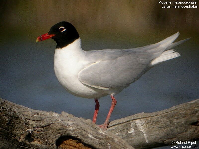 Mouette mélanocéphaleadulte nuptial