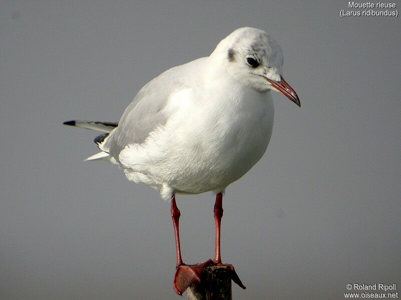 Mouette rieuse