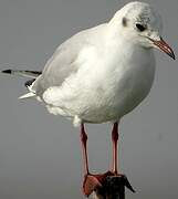 Mouette rieuse