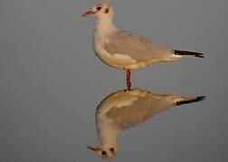 Mouette rieuse