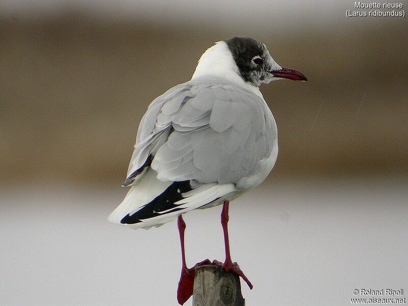 Mouette rieuse