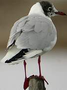 Mouette rieuse