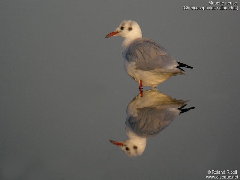 Mouette rieuseadulte internuptial