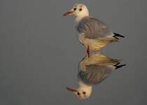 Mouette rieuse