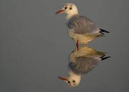 Black-headed Gull