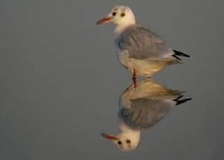 Mouette rieuse