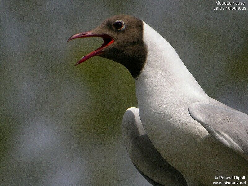 Mouette rieuseadulte nuptial