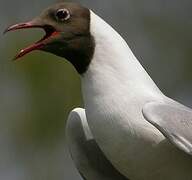 Mouette rieuse