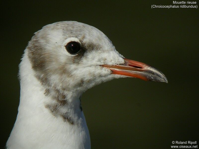 Black-headed Gulladult post breeding