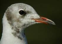 Mouette rieuse