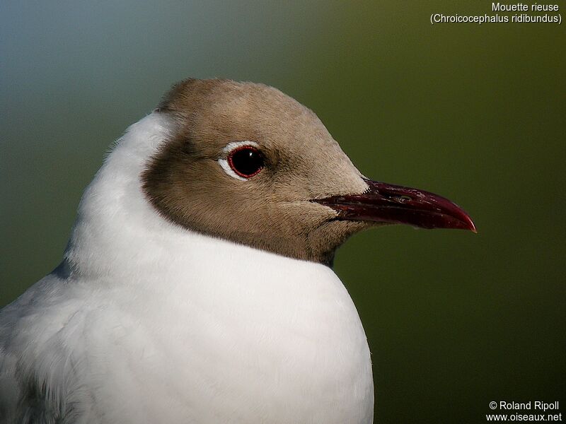 Black-headed Gulladult breeding