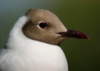 Mouette rieuse