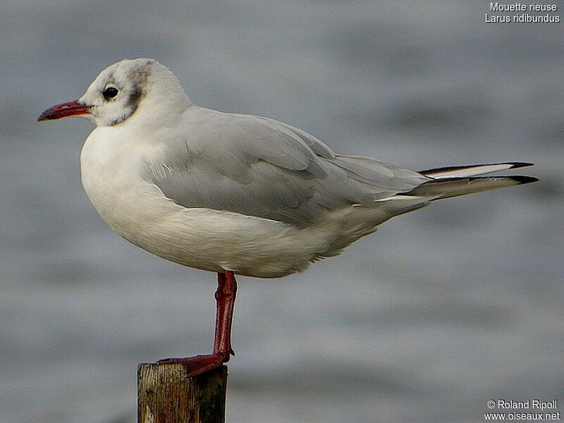 Mouette rieuseadulte internuptial