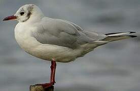 Mouette rieuse