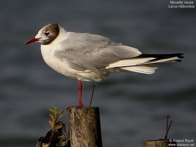 Black-headed Gulladult post breeding