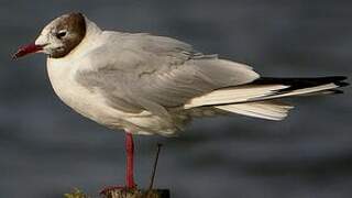 Mouette rieuse