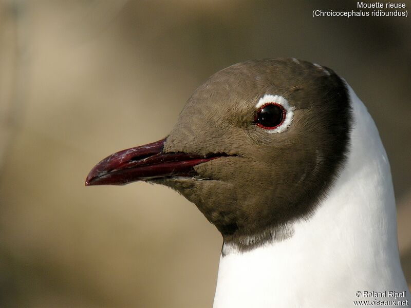 Mouette rieuseadulte nuptial