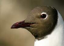 Mouette rieuse