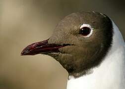 Black-headed Gull