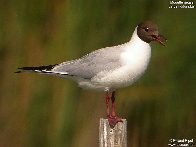 Black-headed Gulladult breeding