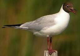 Mouette rieuse